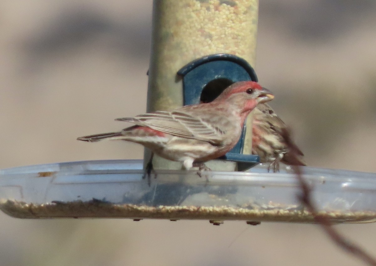 House Finch - ML612693754