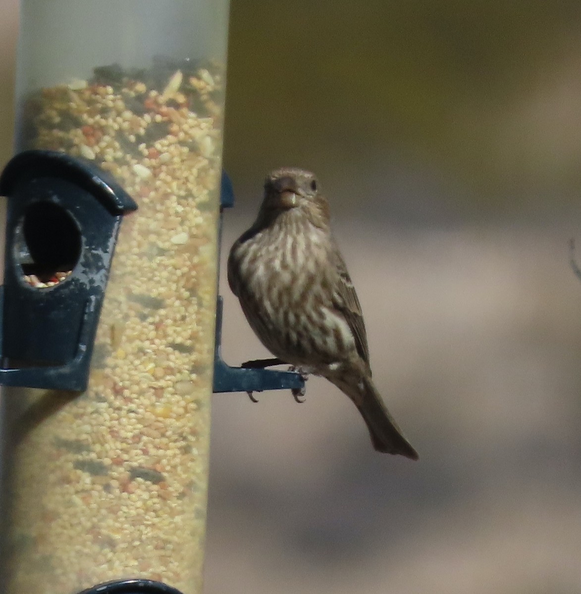 House Finch - ML612693755