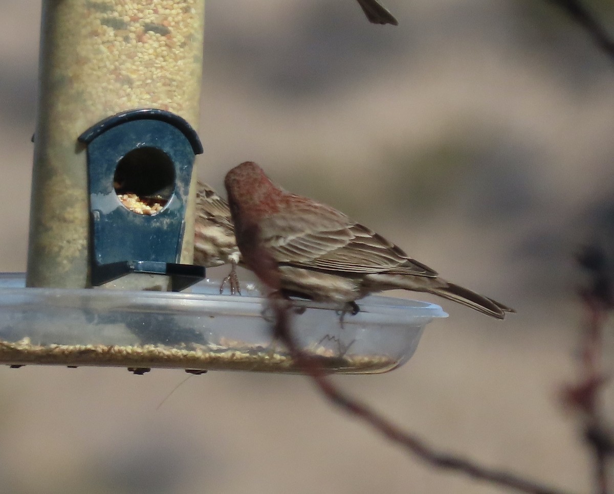 House Finch - ML612693758