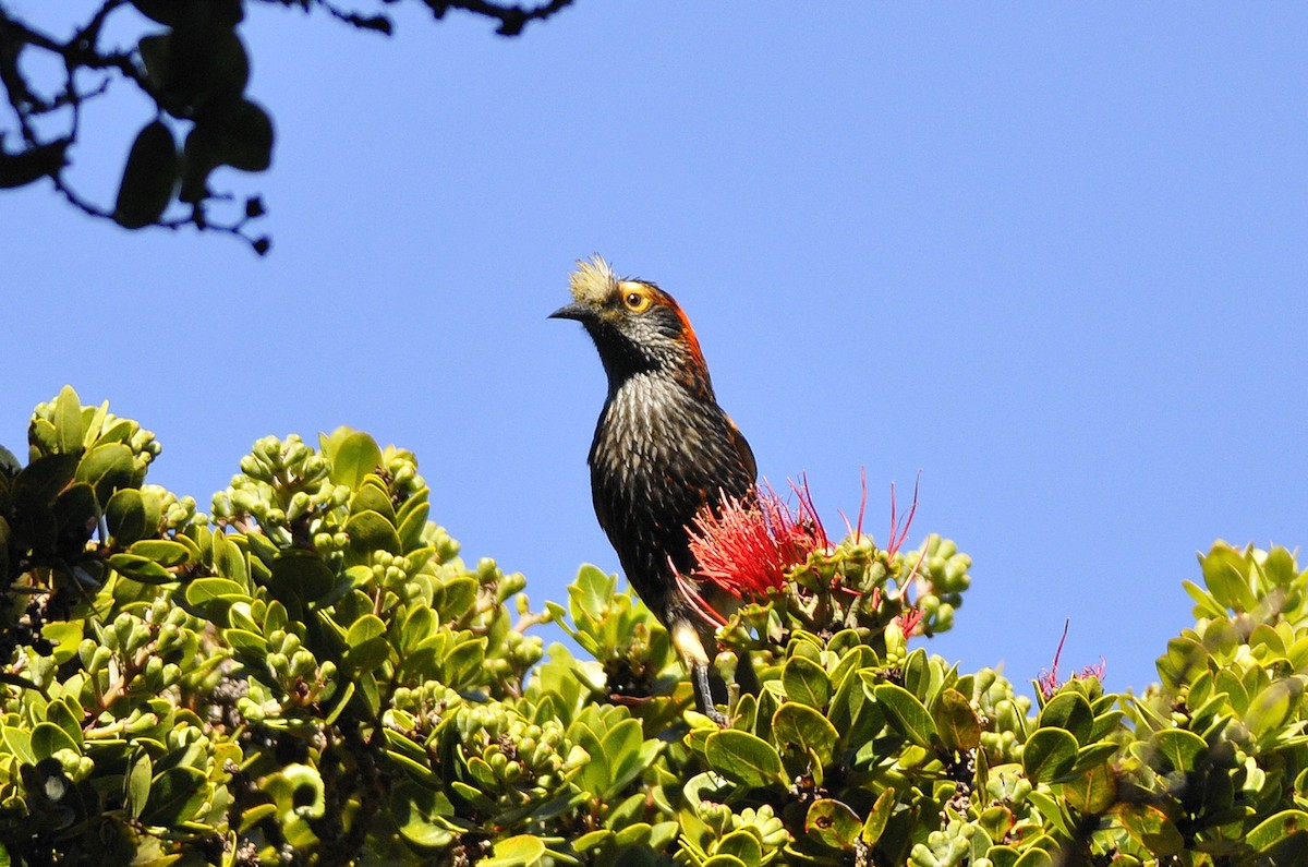 Haubenkleidervogel - ML612693928