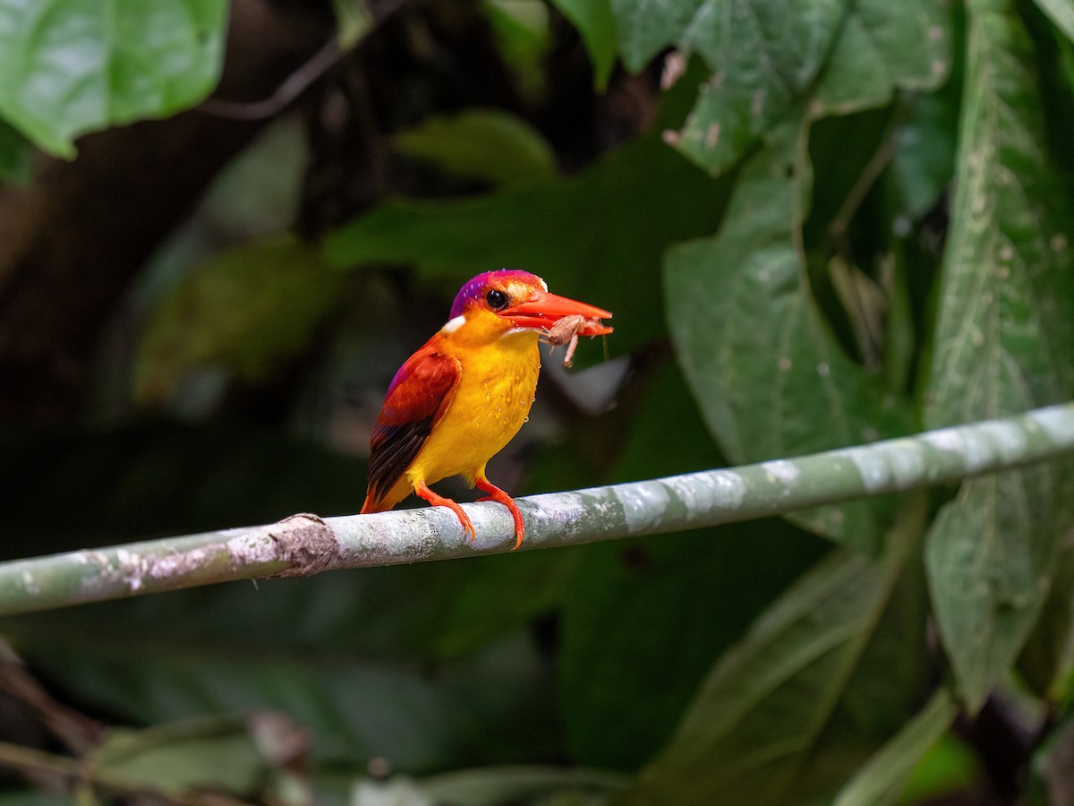 Rufous-backed Dwarf-Kingfisher - ML612693934