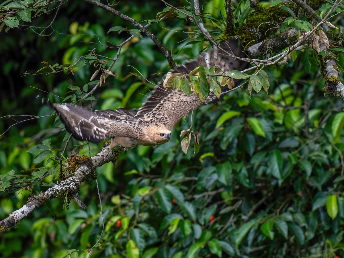 Águila de Java - ML612694069