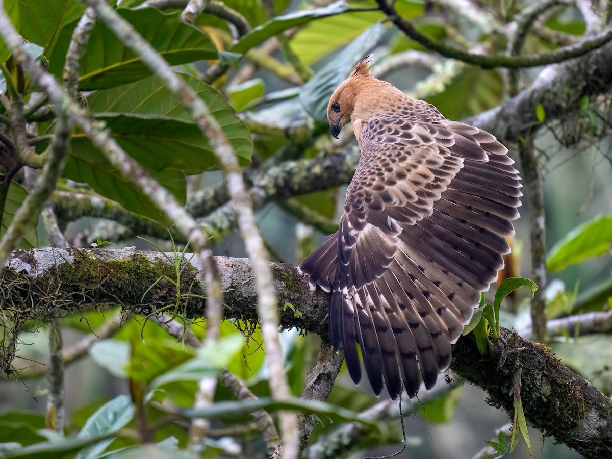 Javan Hawk-Eagle - ML612694071