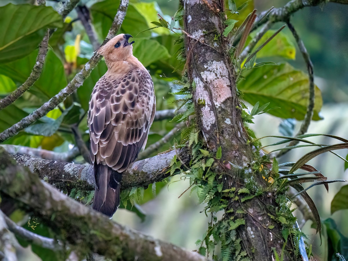 Javan Hawk-Eagle - ML612694072