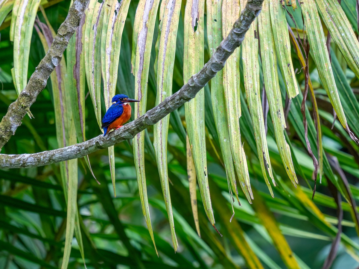 Blue-eared Kingfisher - Chung Cheong  Wong