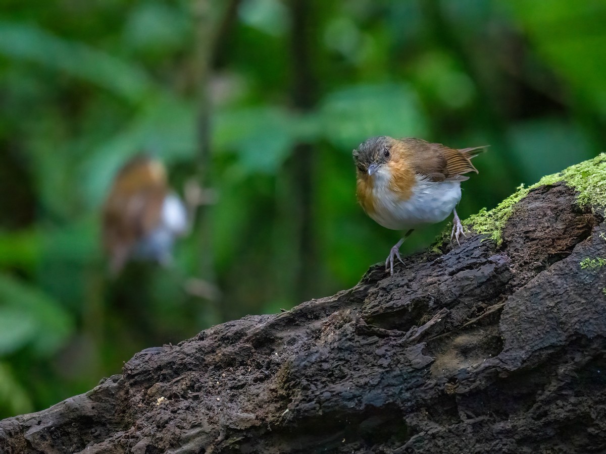 Temminck's Babbler - Chung Cheong  Wong