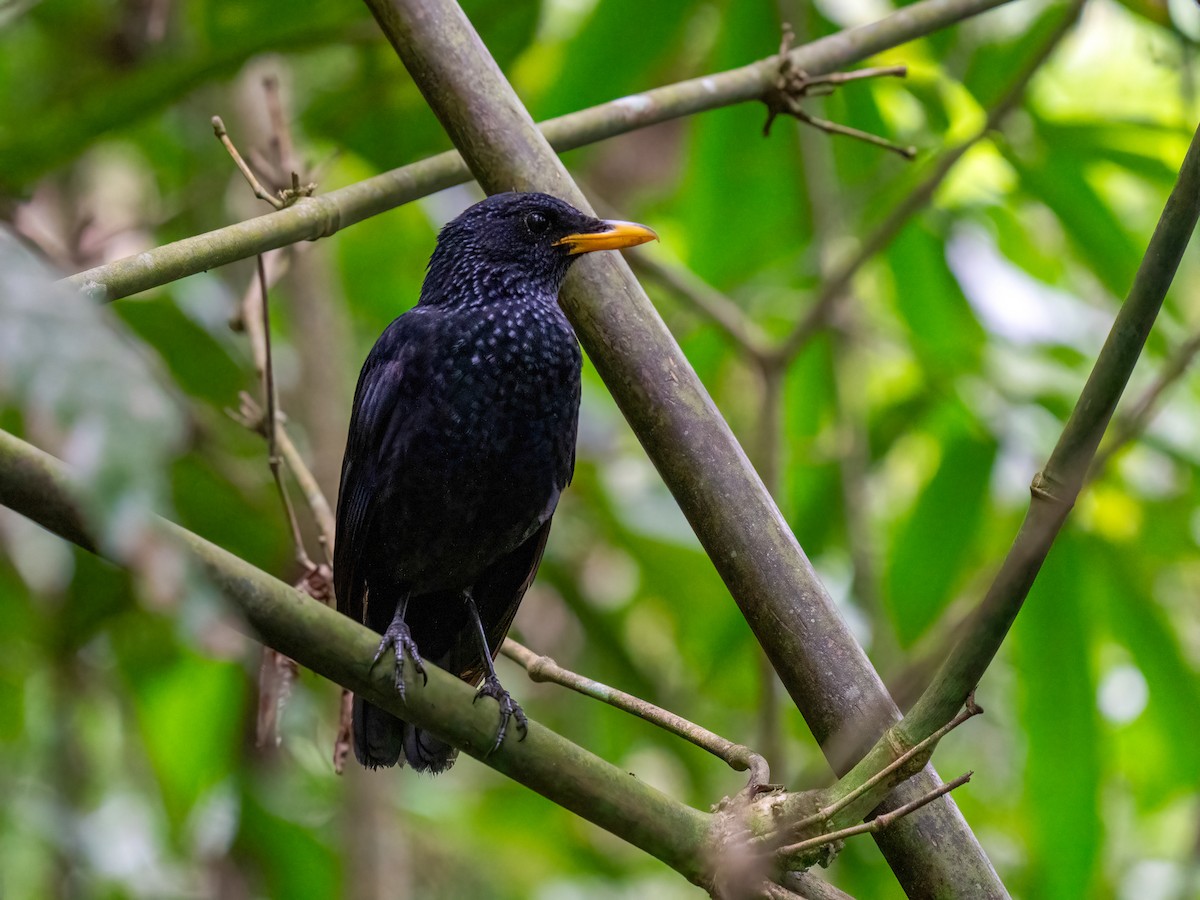 Blue Whistling-Thrush - ML612694156