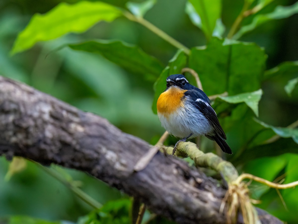 Rufous-chested Flycatcher - Chung Cheong  Wong