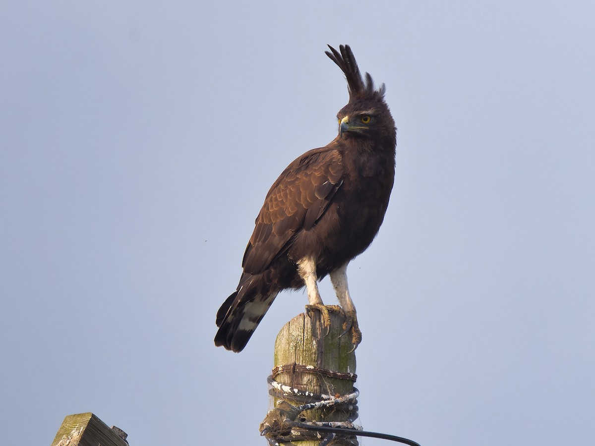 Long-crested Eagle - Zach V