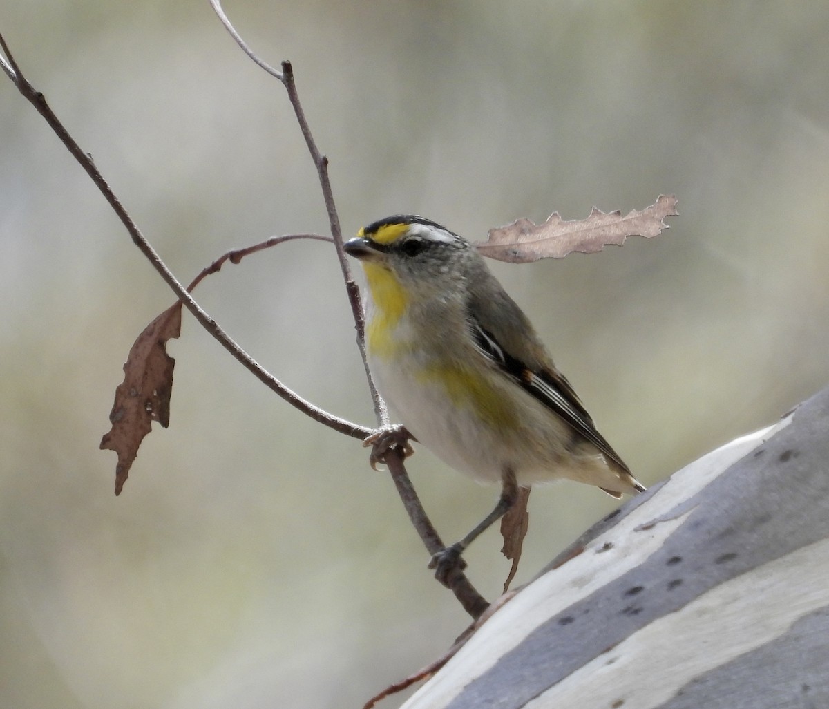 Striated Pardalote - ML612694179