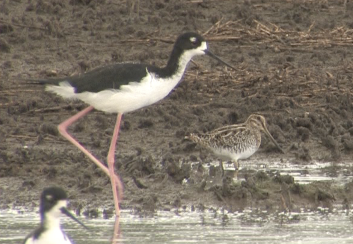 Wilson's Snipe - ML612694213