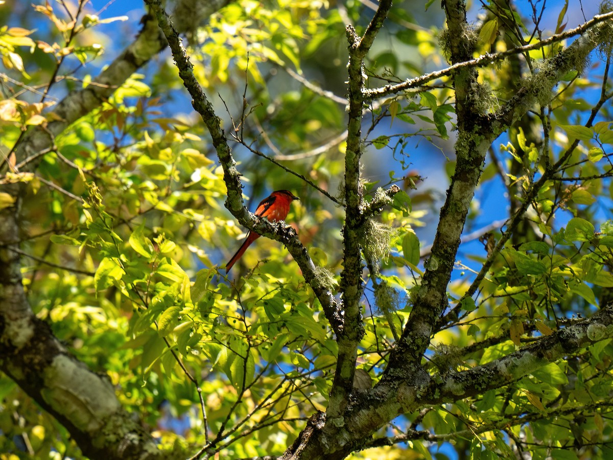 Minivet vermillon - ML612694214