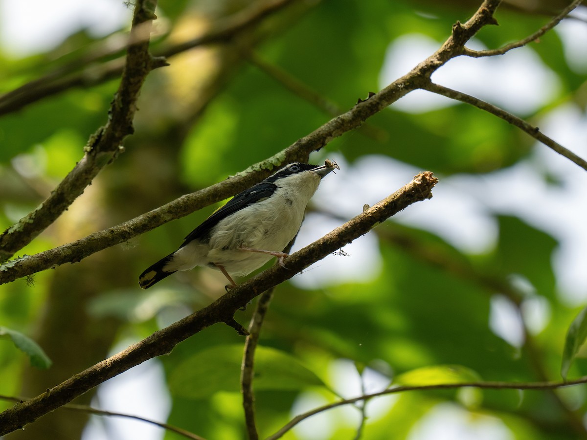 Pied Shrike-Babbler - ML612694217