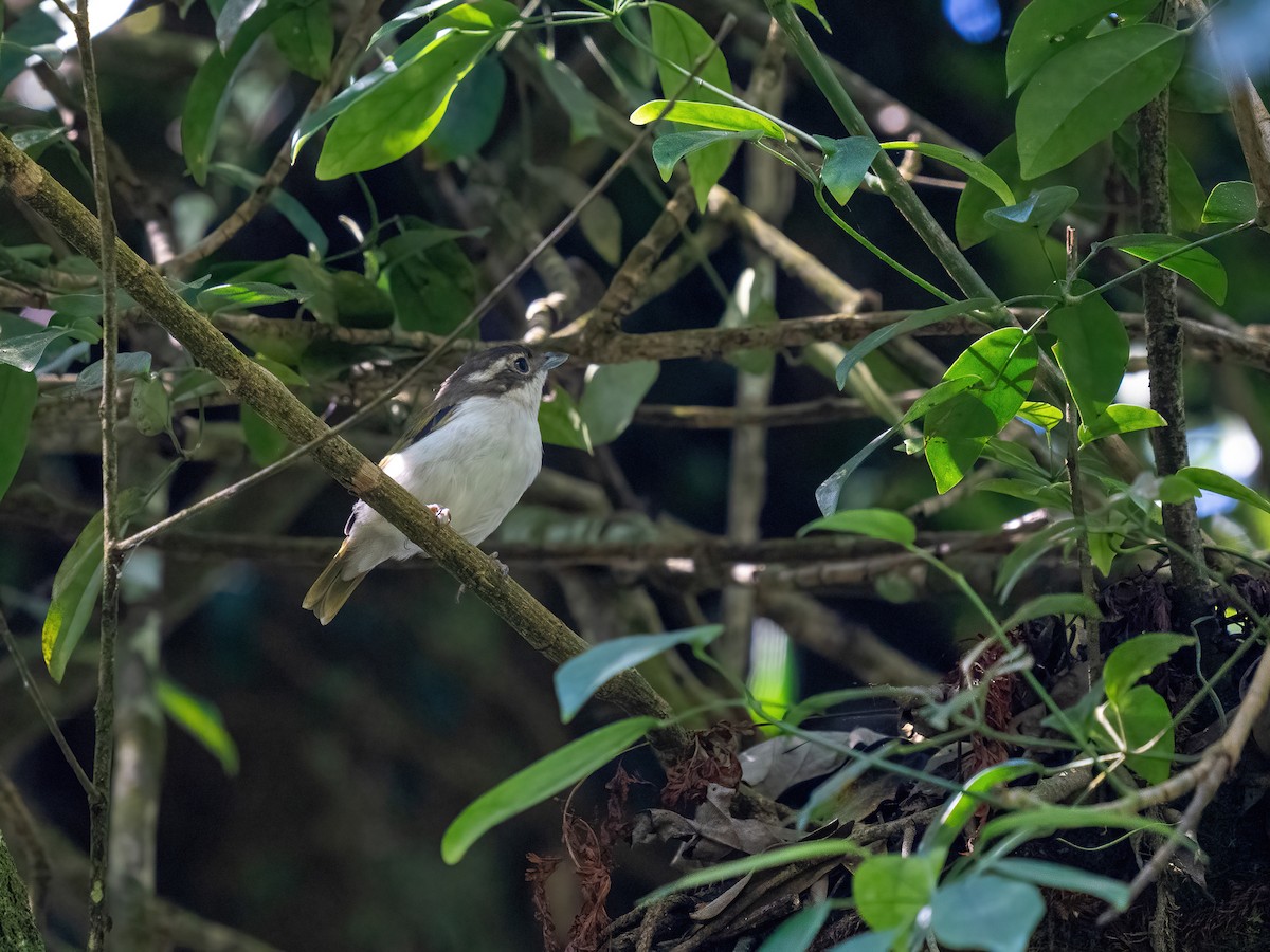 Pied Shrike-Babbler - Chung Cheong  Wong