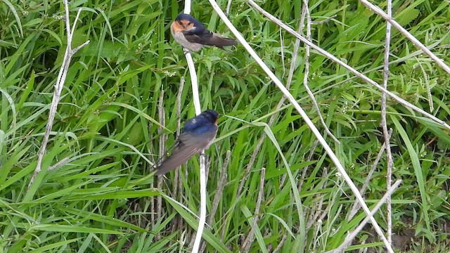 Golondrina Australiana - ML612694228