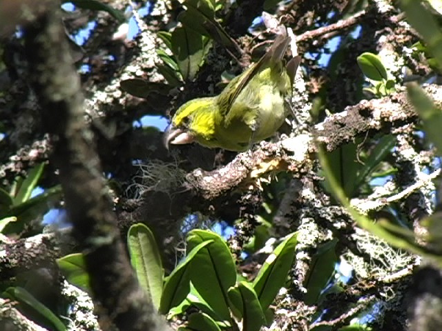 Maui Parrotbill - Jim Denny