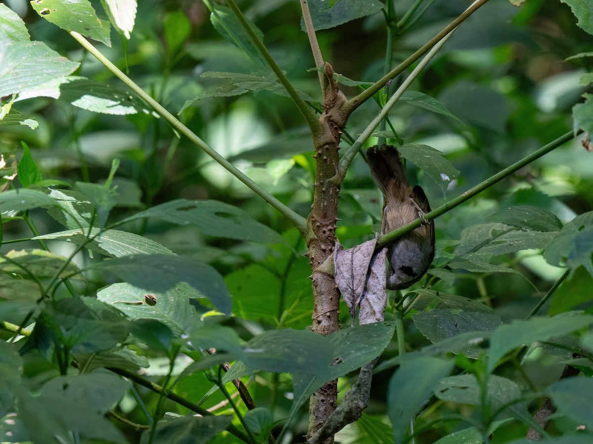 Crescent-chested Babbler - ML612694260