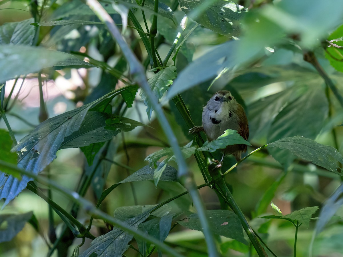 Crescent-chested Babbler - ML612694261