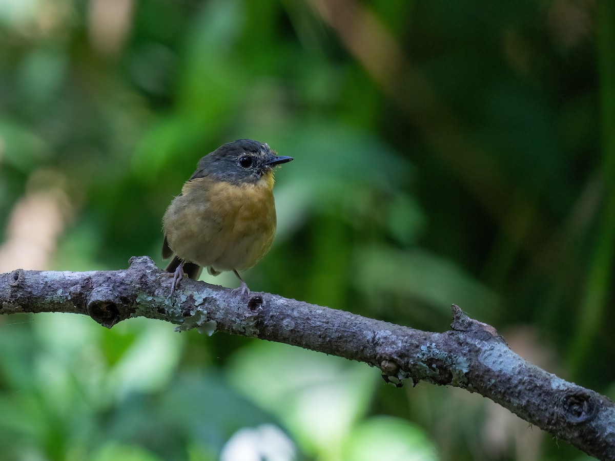 Snowy-browed Flycatcher - Chung Cheong  Wong