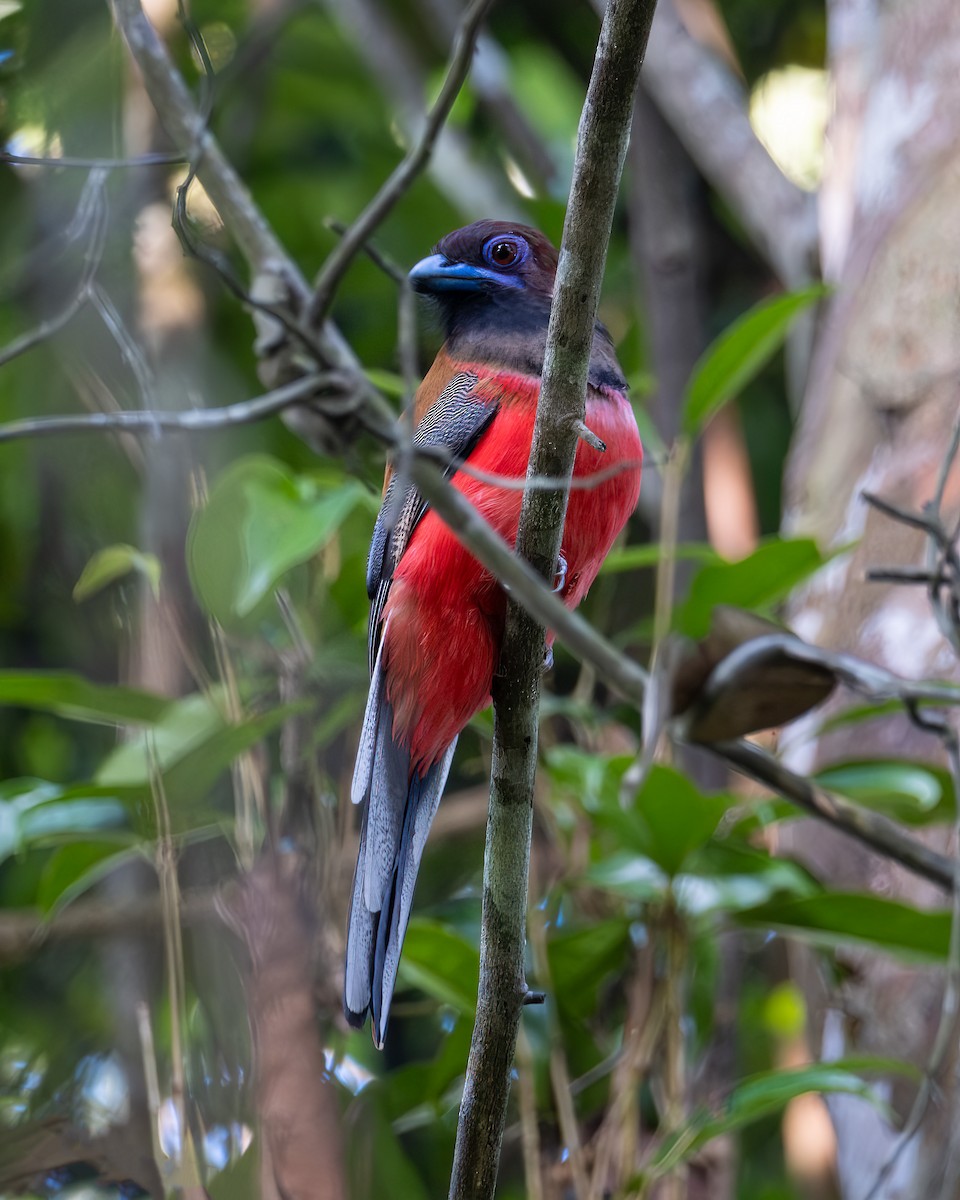 trogon obojkový - ML612694341