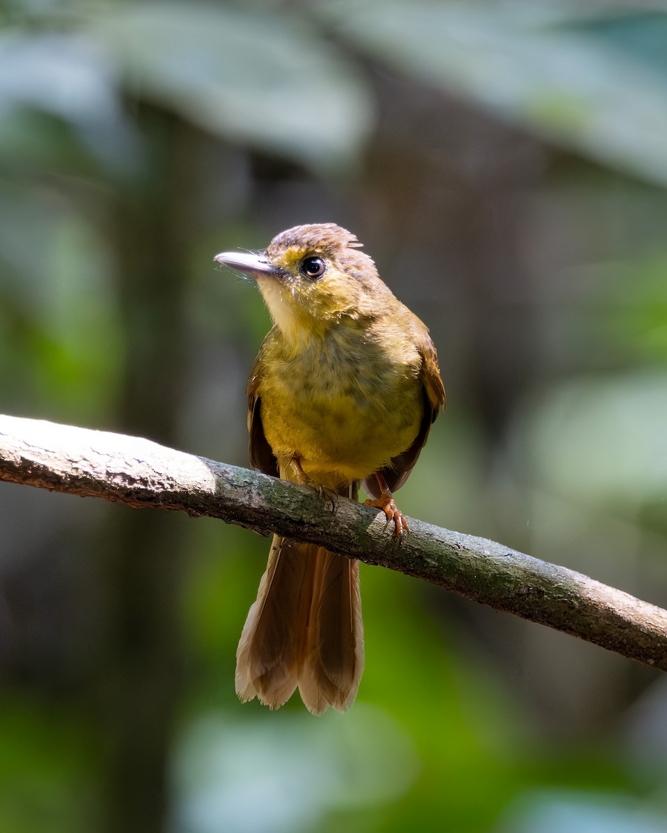 Hairy-backed Bulbul - ML612694343