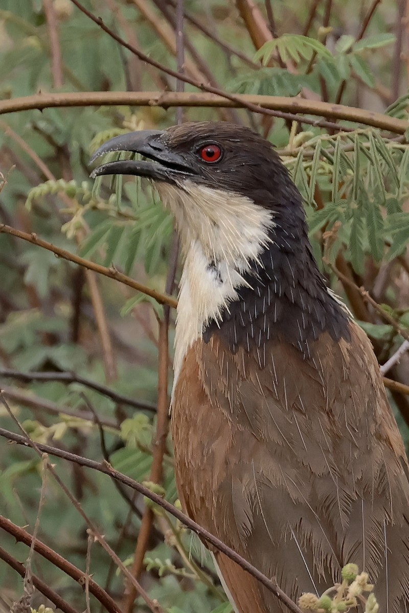Coppery-tailed Coucal - ML612694386
