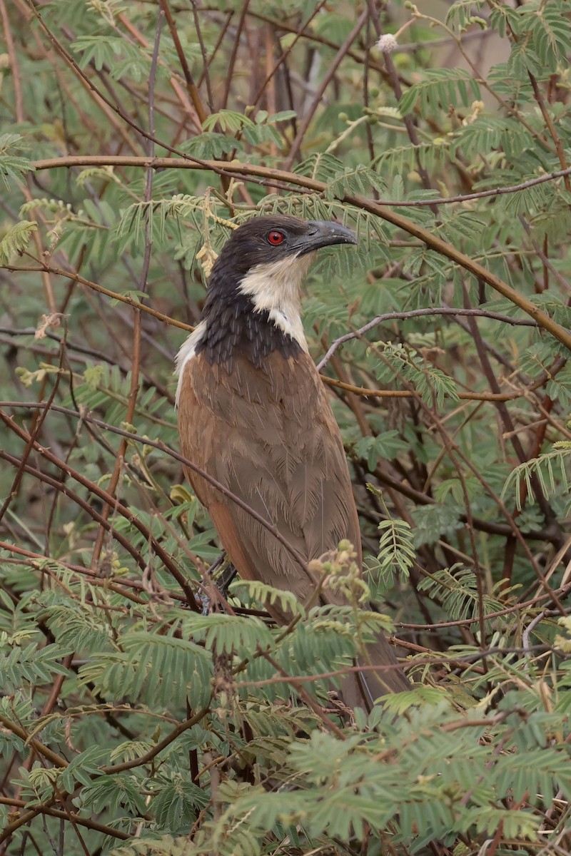 Coppery-tailed Coucal - ML612694387