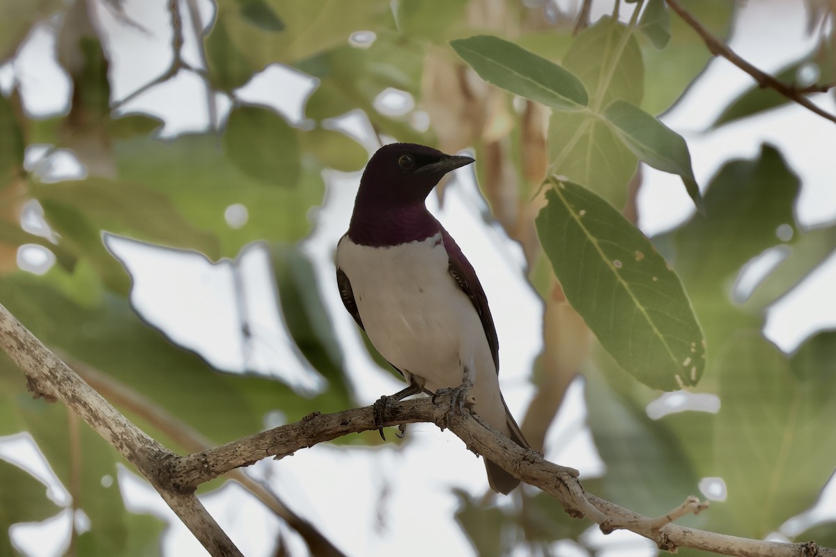 Violet-backed Starling - ML612694404
