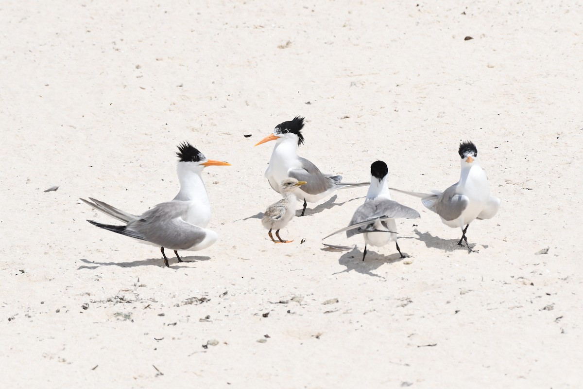 Lesser Crested Tern - Morgan Witty
