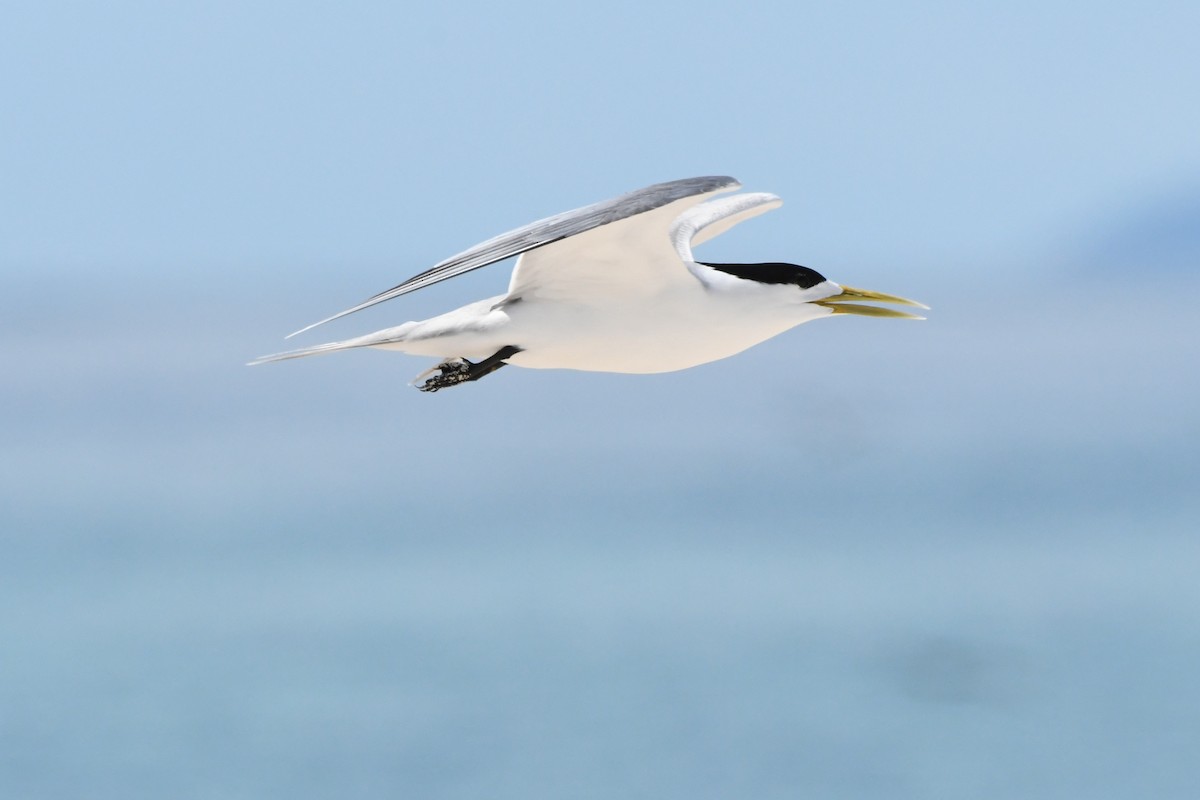 Great Crested Tern - ML612694482