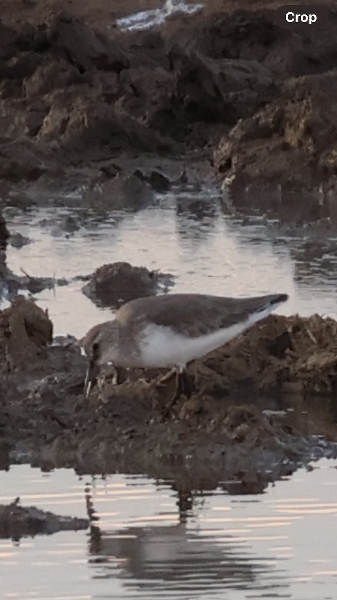 Curlew Sandpiper - Ale Pb