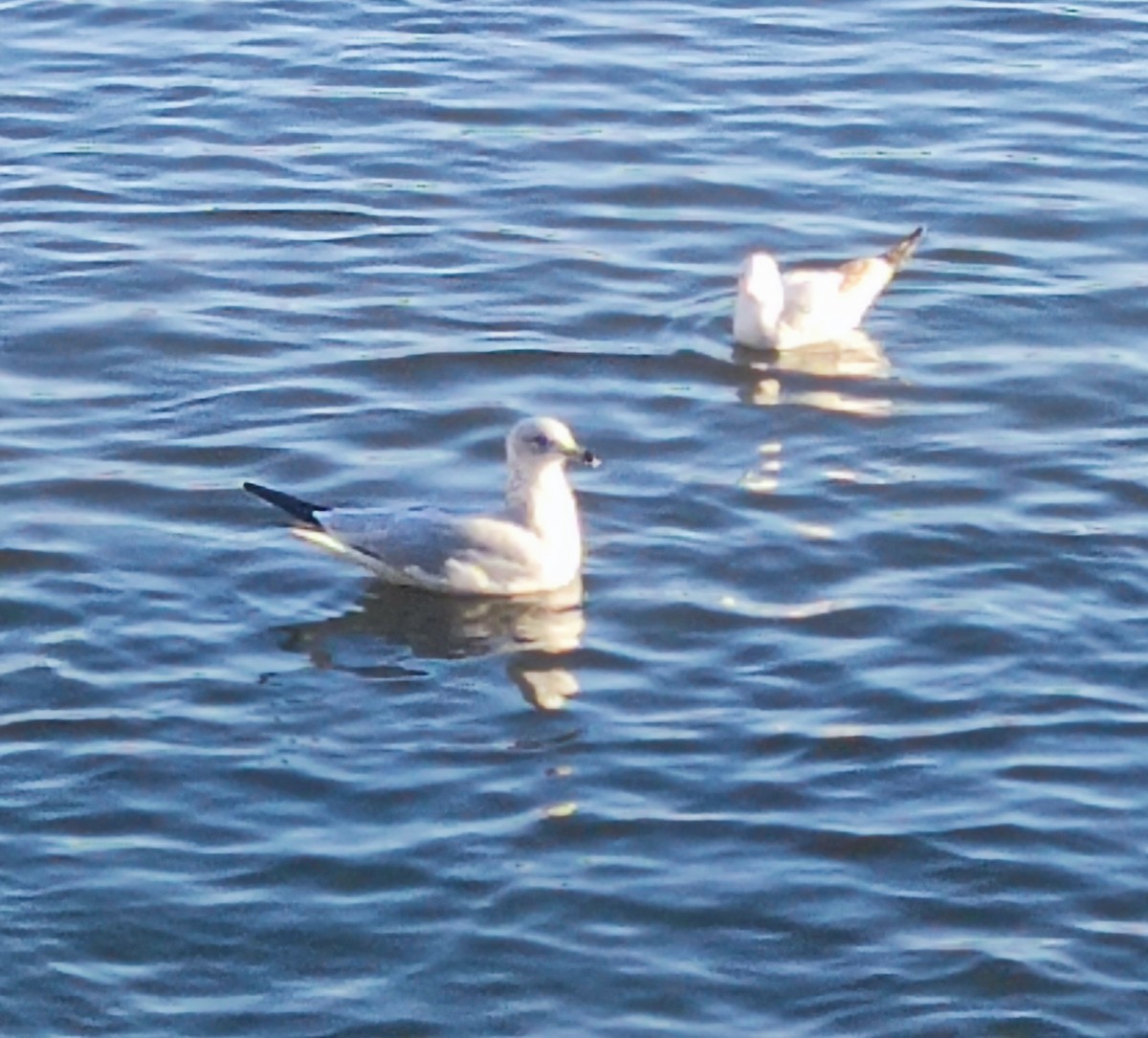 Ring-billed Gull - ML612694736