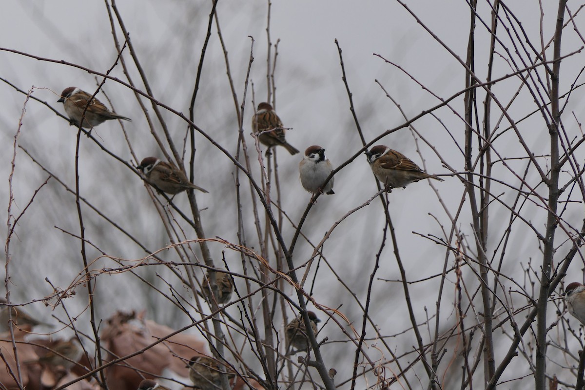 Eurasian Tree Sparrow - ML612694749