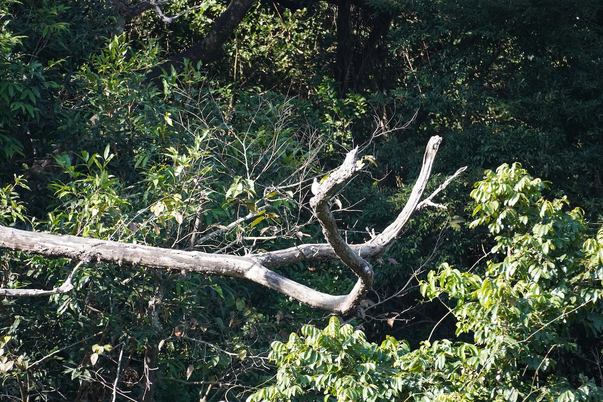 Spotted Dove - ML612694807