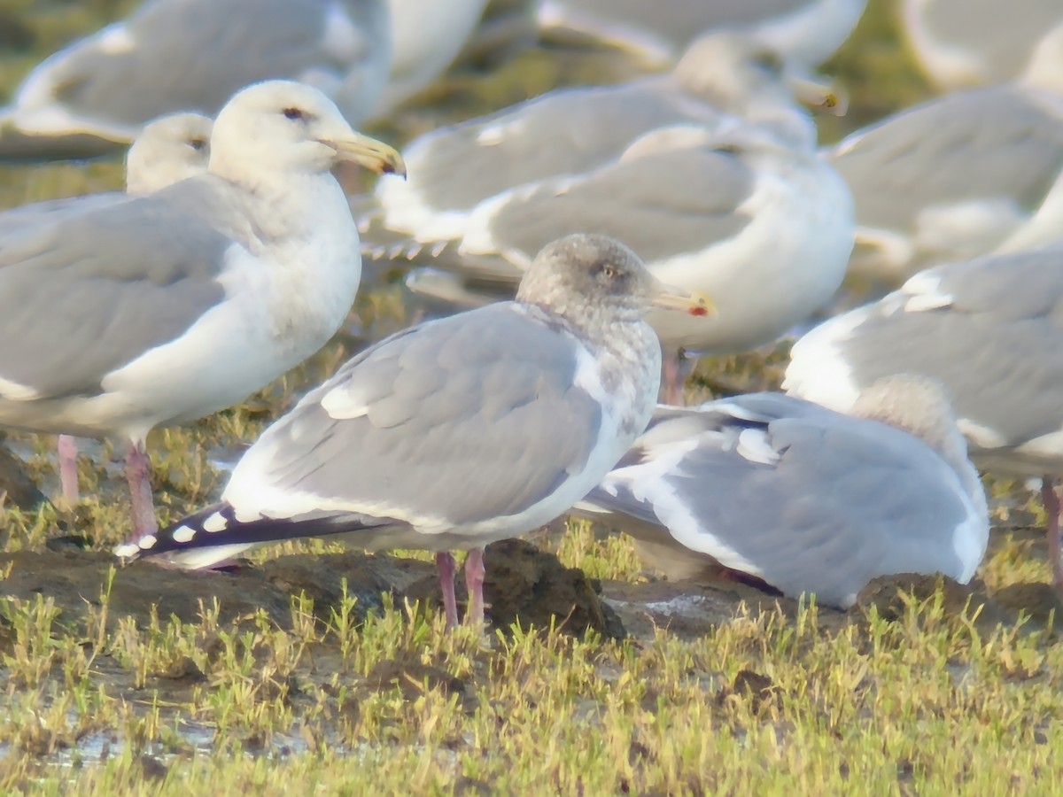 American Herring Gull - ML612694810