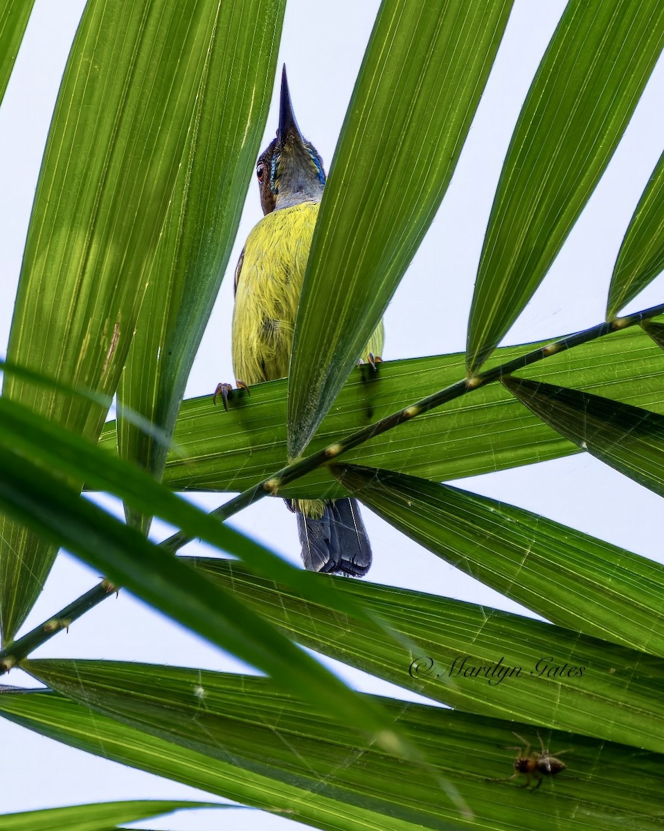 Gray-throated Sunbird - Marilyn Gates