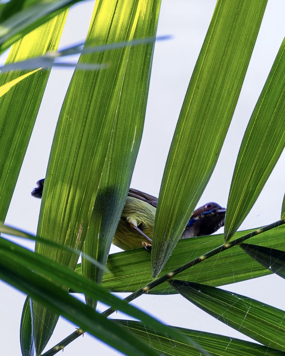 Gray-throated Sunbird - ML612694953