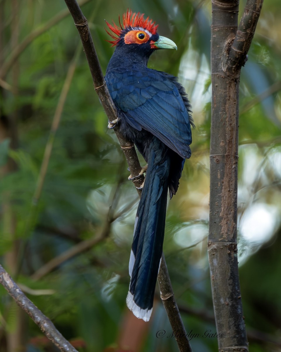 Red-crested Malkoha - Marilyn Gates