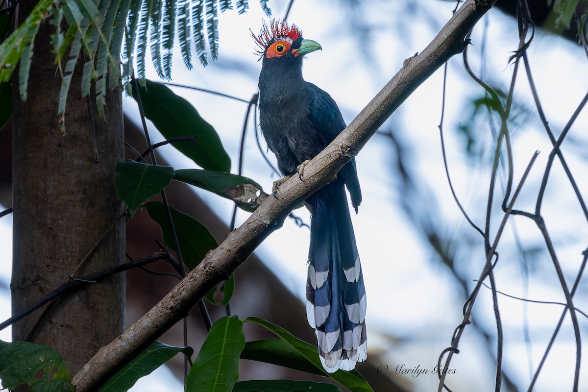 Red-crested Malkoha - Marilyn Gates