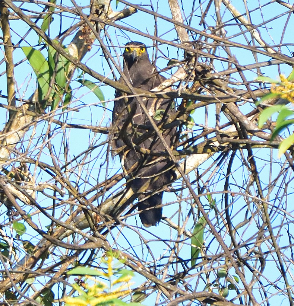 Crested Serpent-Eagle - ML612695004