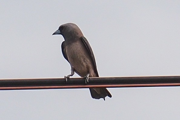 Ashy Woodswallow - ML61269501