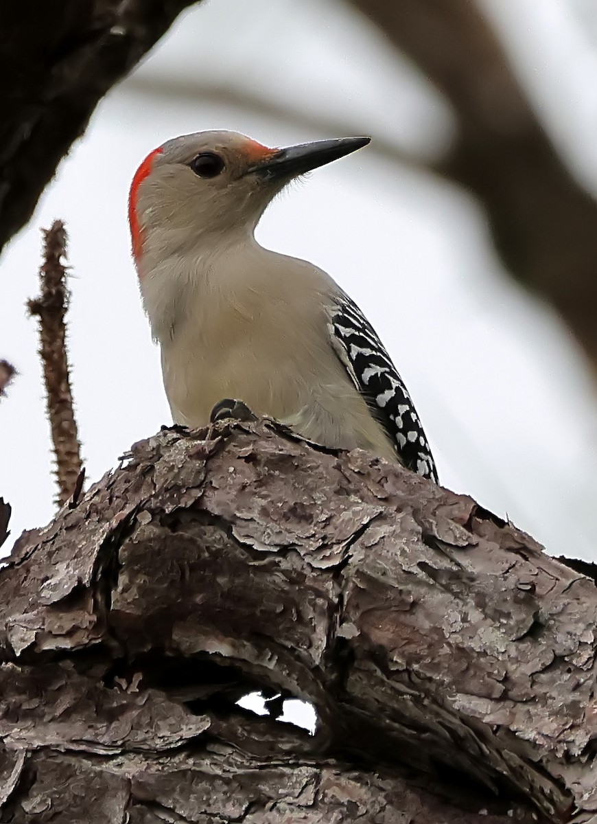 Red-bellied Woodpecker - ML612695015