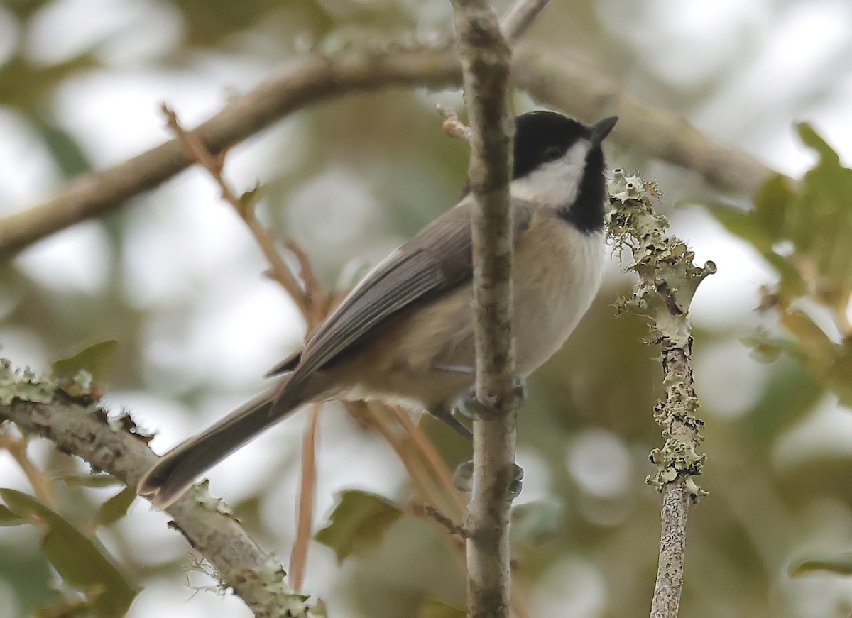 Carolina Chickadee - ML612695020