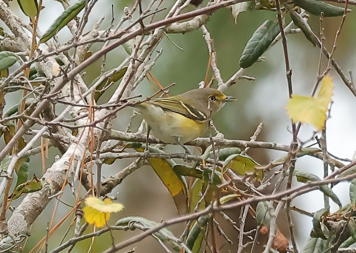 Ak Gözlü Vireo - ML612695024