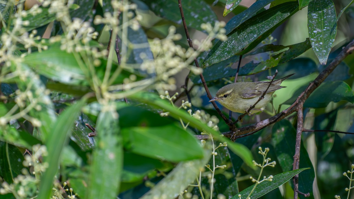 Green Warbler - sarawin Kreangpichitchai