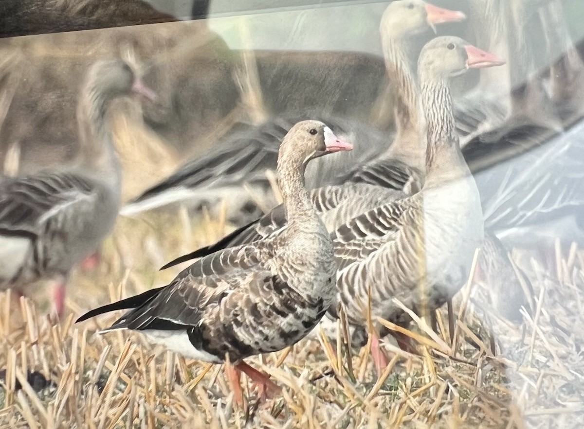 Greater White-fronted Goose - Vikram Yadav