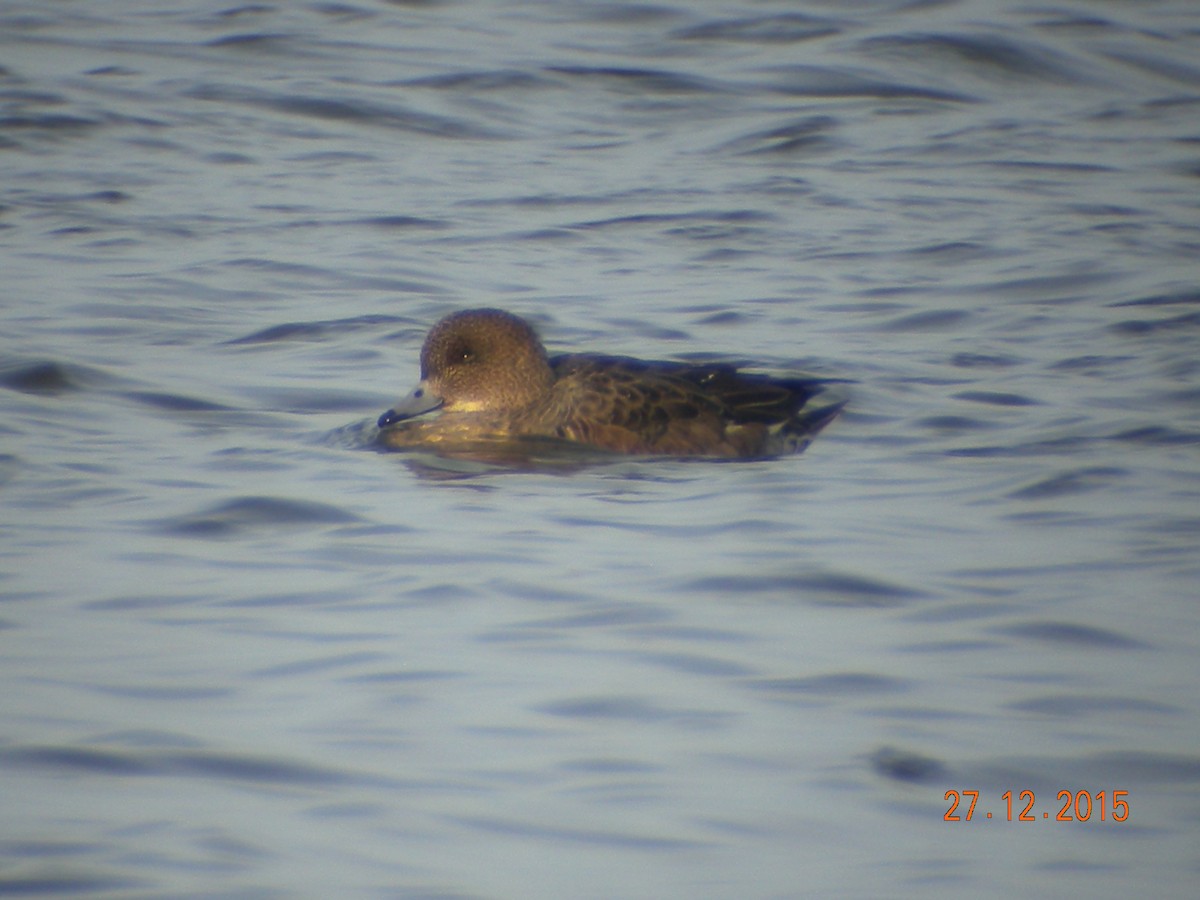 Eurasian Wigeon - ML612695088