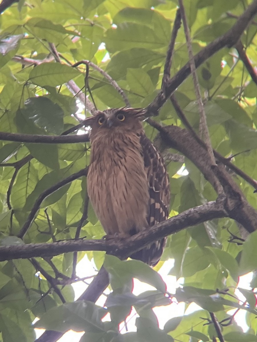 Buffy Fish-Owl - ML612695158