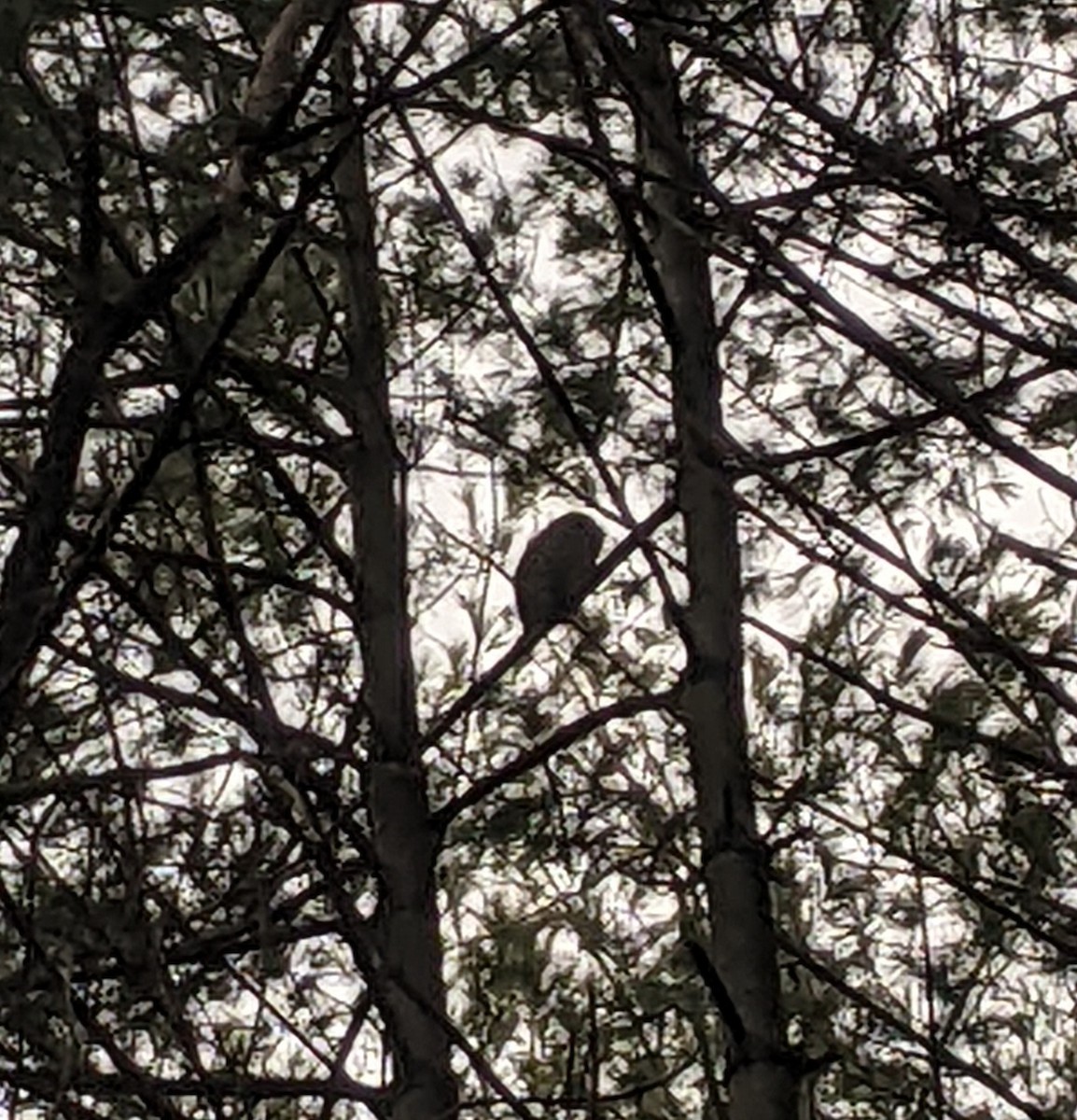 Barred Owl - ML612695160