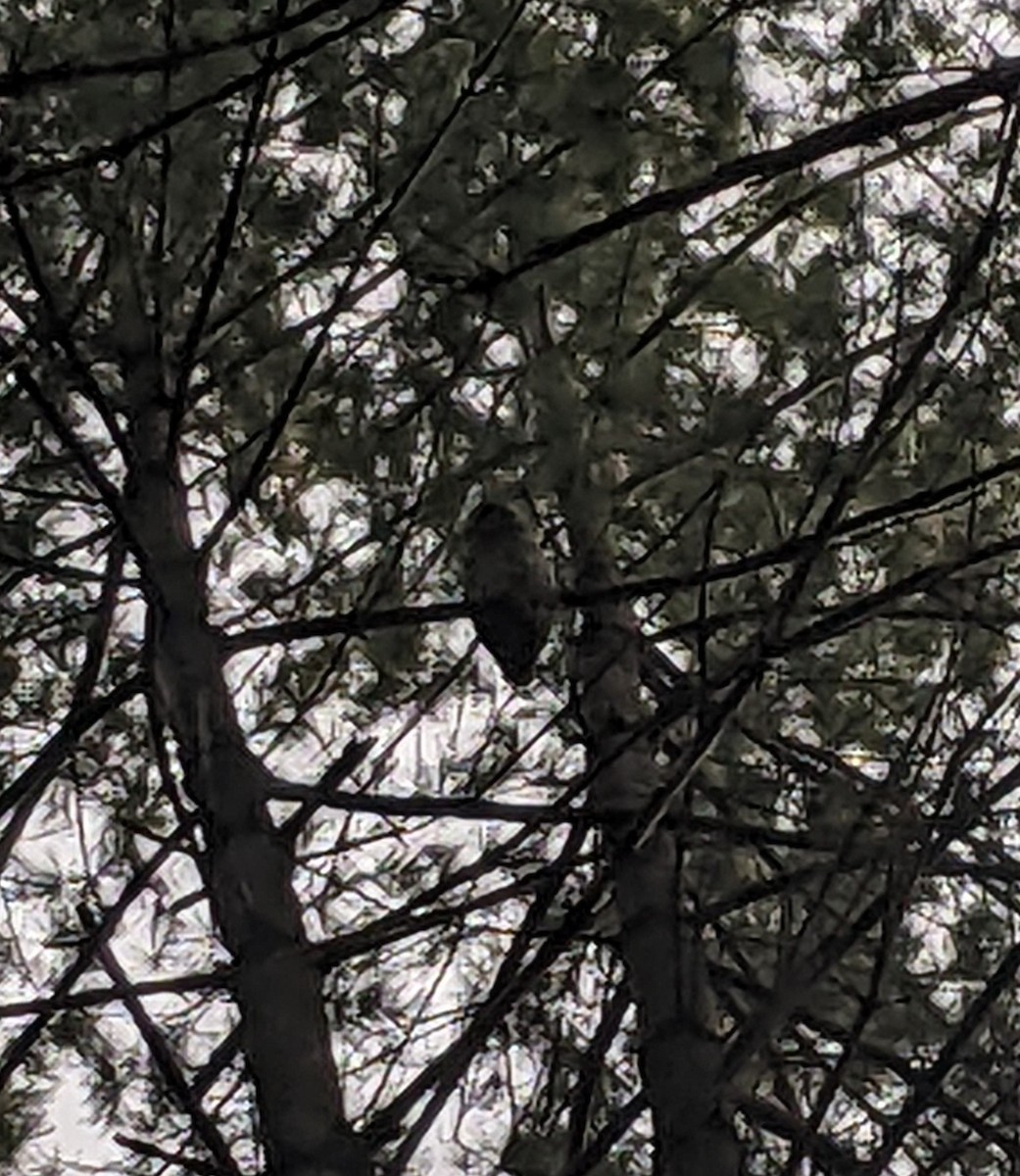 Barred Owl - Alex Handler